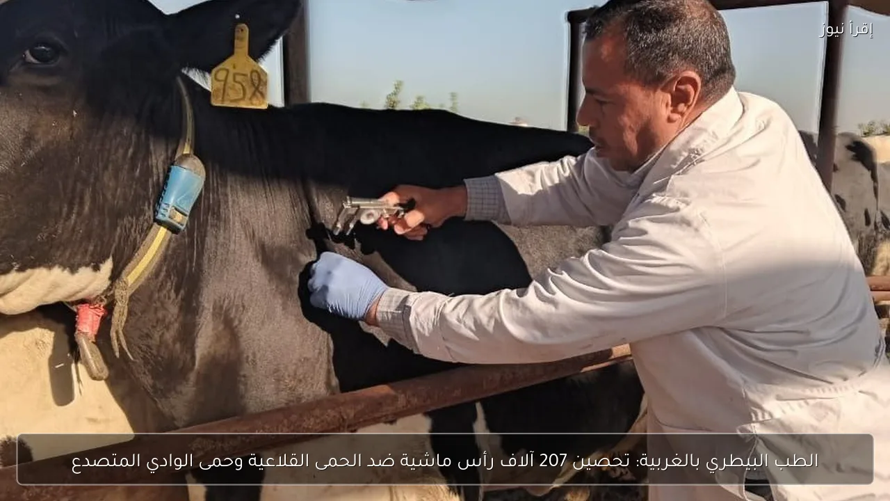 الطب البيطري بالغربية: تحصين 207 آلاف رأس ماشية ضد الحمى القلاعية وحمى الوادي المتصدع
