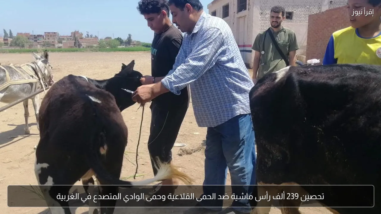 تحصين 239 ألف رأس ماشية ضد الحمى القلاعية وحمى الوادي المتصدع في الغربية