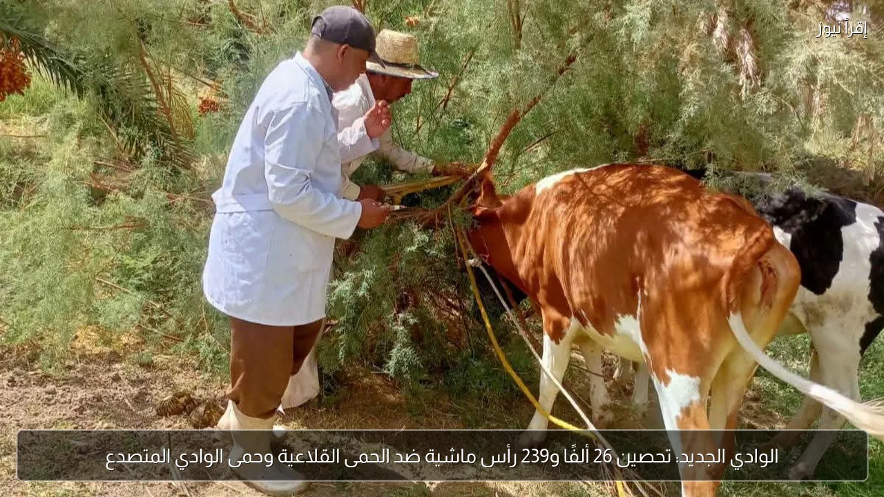 الوادي الجديد: تحصين 26 ألفًا و239 رأس ماشية ضد الحمى القلاعية وحمى الوادي المتصدع