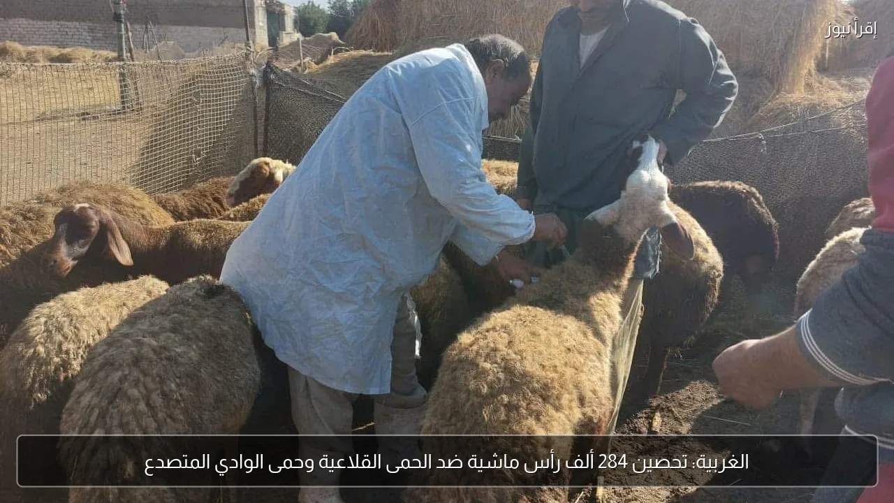 الغربية: تحصين 284 ألف رأس ماشية ضد الحمى القلاعية وحمى الوادي المتصدع