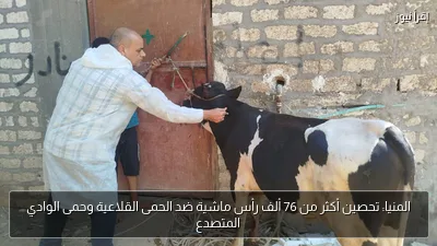المنيا: تحصين أكثر من 76 ألف رأس ماشية ضد الحمى القلاعية وحمى الوادي المتصدع