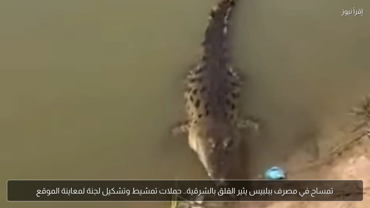 تمساح في مصرف ببلبيس يثير القلق بالشرقية.. حملات تمشيط وتشكيل لجنة لمعاينة الموقع