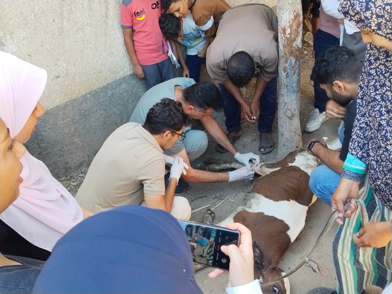 جامعة كفر الشيخ تنظم قافلة بيطرية شاملة بقرية أبو عليوة الغربية وتُعالج 4062 حالة