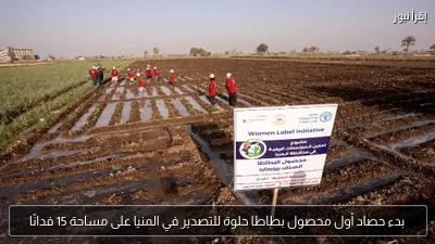 بدء حصاد أول محصول بطاطا حلوة للتصدير في المنيا على مساحة 15 فدانًا