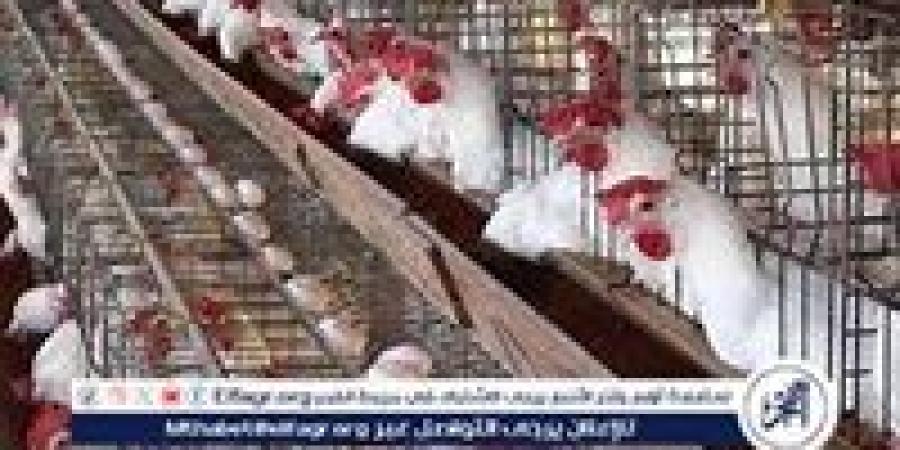 بورصة الدواجن.. أسعار الفراخ البيضاء اليوم الاثنين 18-11-2024 في قنا - إقرأ نيوز