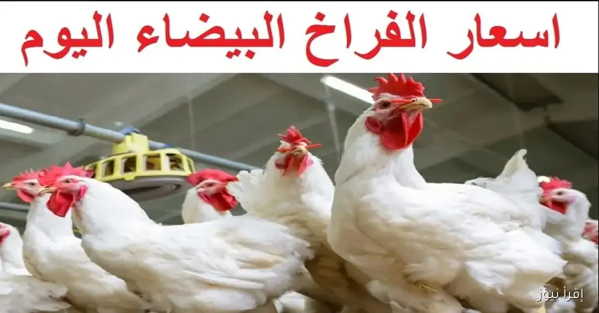 اسعار الفراخ البيضاء 1