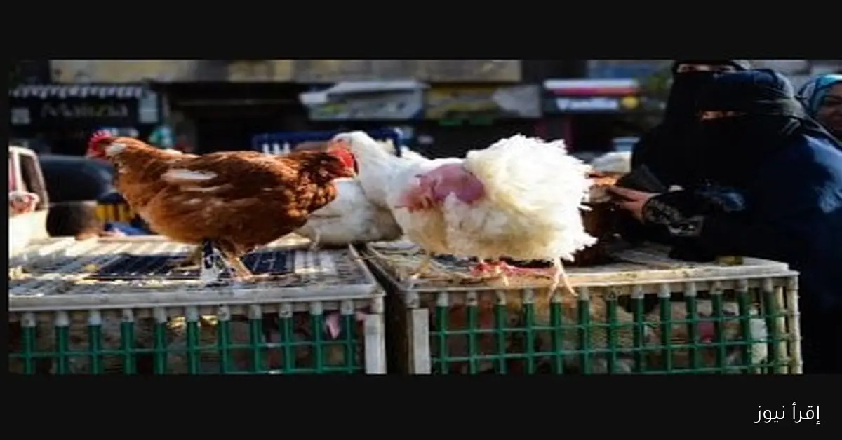 اسعار الفراخ البيضاء