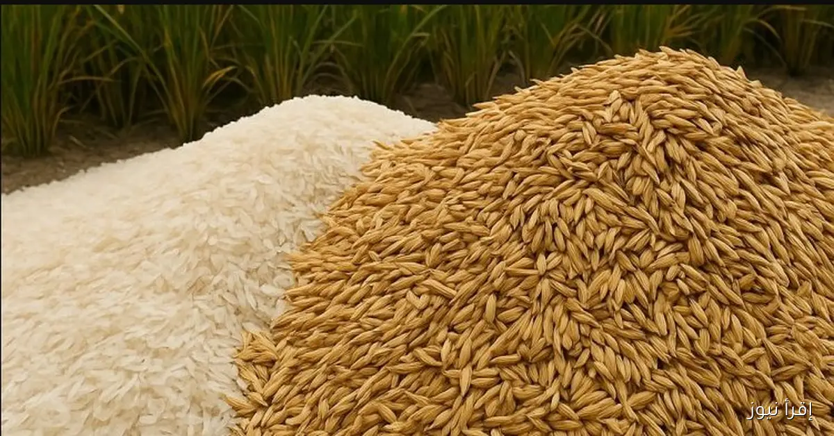 الارز الشعير