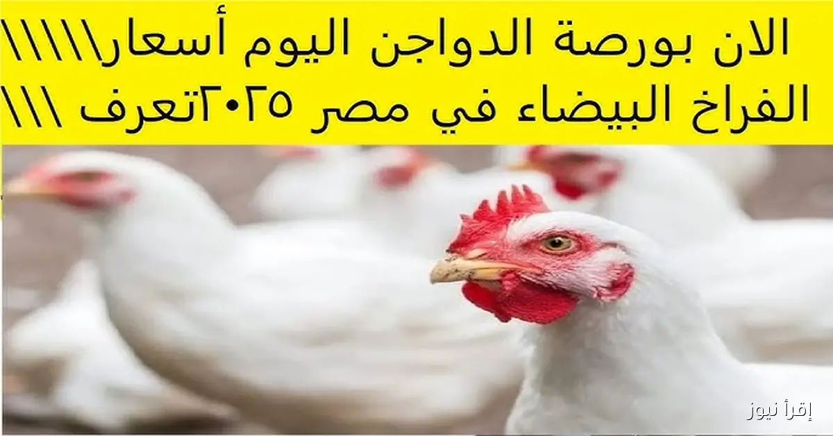 بورصة الدواجن اليوم أسعار الفراخ البيضاء 2