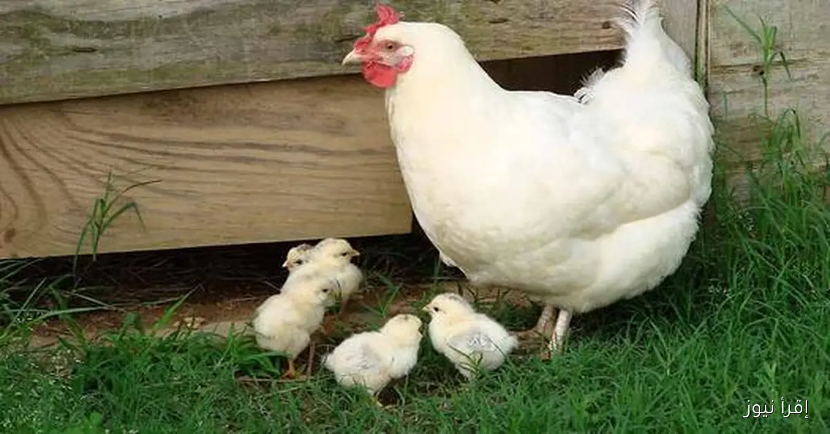 بورصة الدواجن اليوم أسعار الفراخ البيضاء