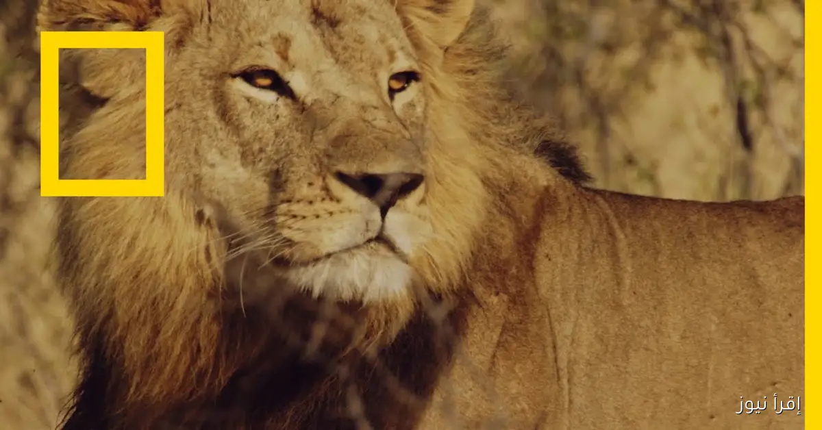 تردد قناة ناشيونال جيوغرافيك أبوظبي