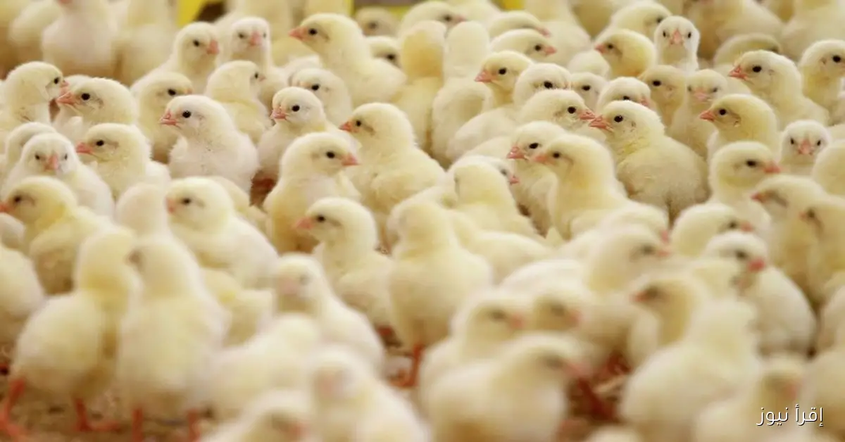 سعر الكتكوت الأبيض اليوم