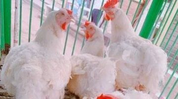 1764417296 أسعار الدواجن في مصر تسجل أقل مستوى خلال 2025