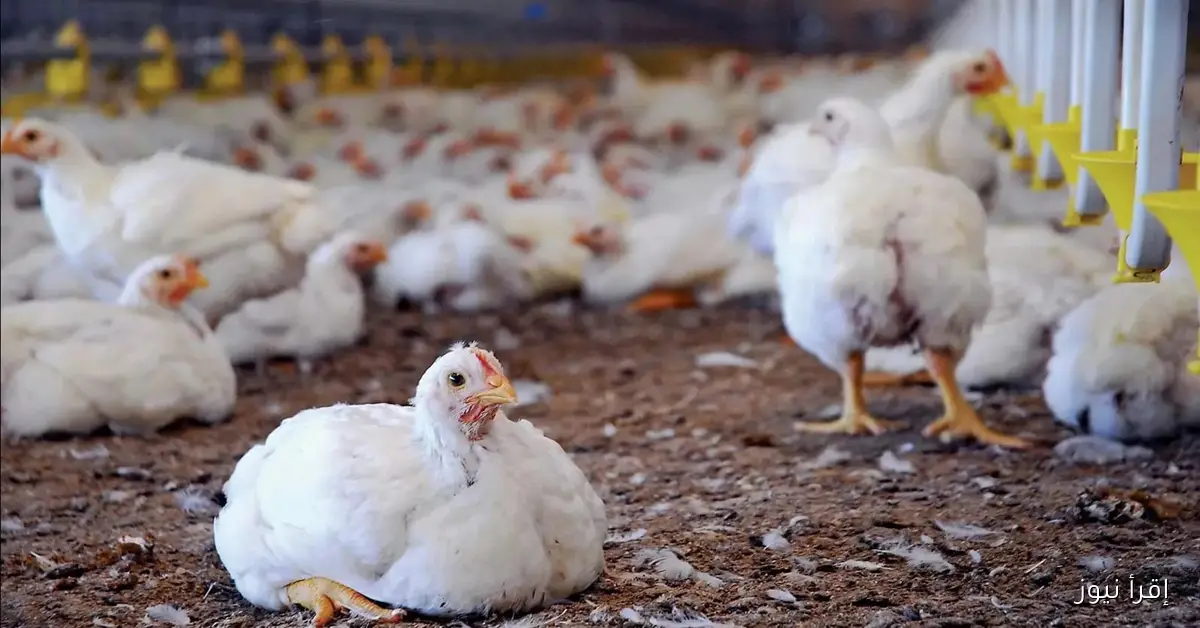 ارتفاع أسعار الفراخ البيضاء في بورصة الدواجن اليوم في مصر.. الأسباب وتداعيات الاسواق