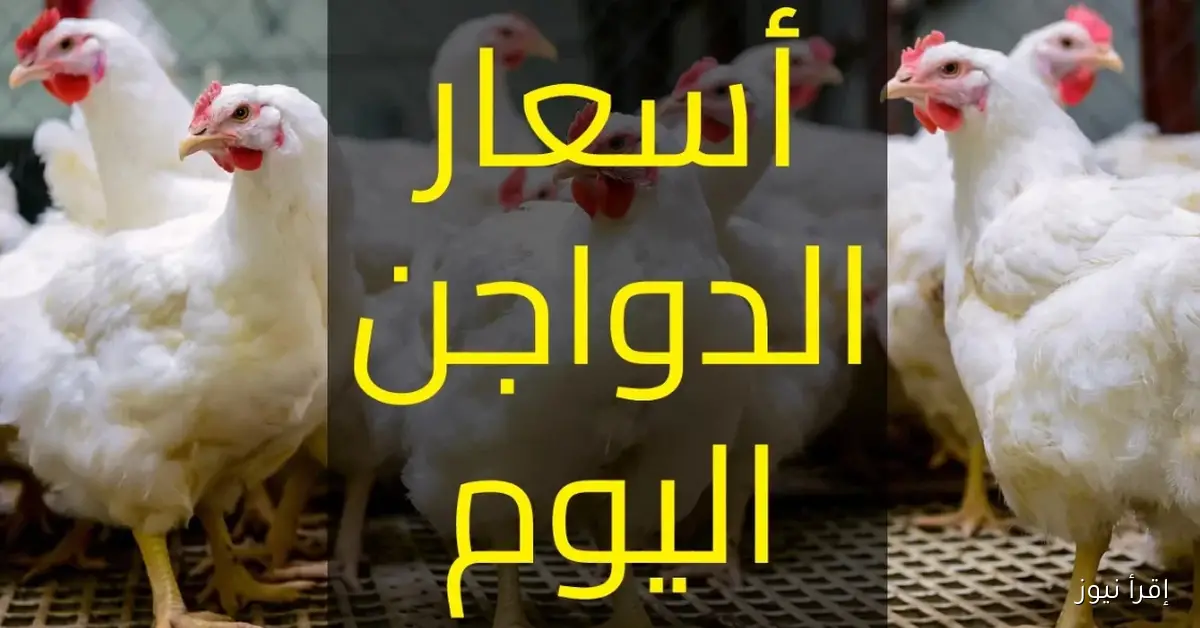 زيادة مفاجئة في سعر كيلو الفراخ اليوم في الأسواق المحلية.. تحليل شامل للأسباب