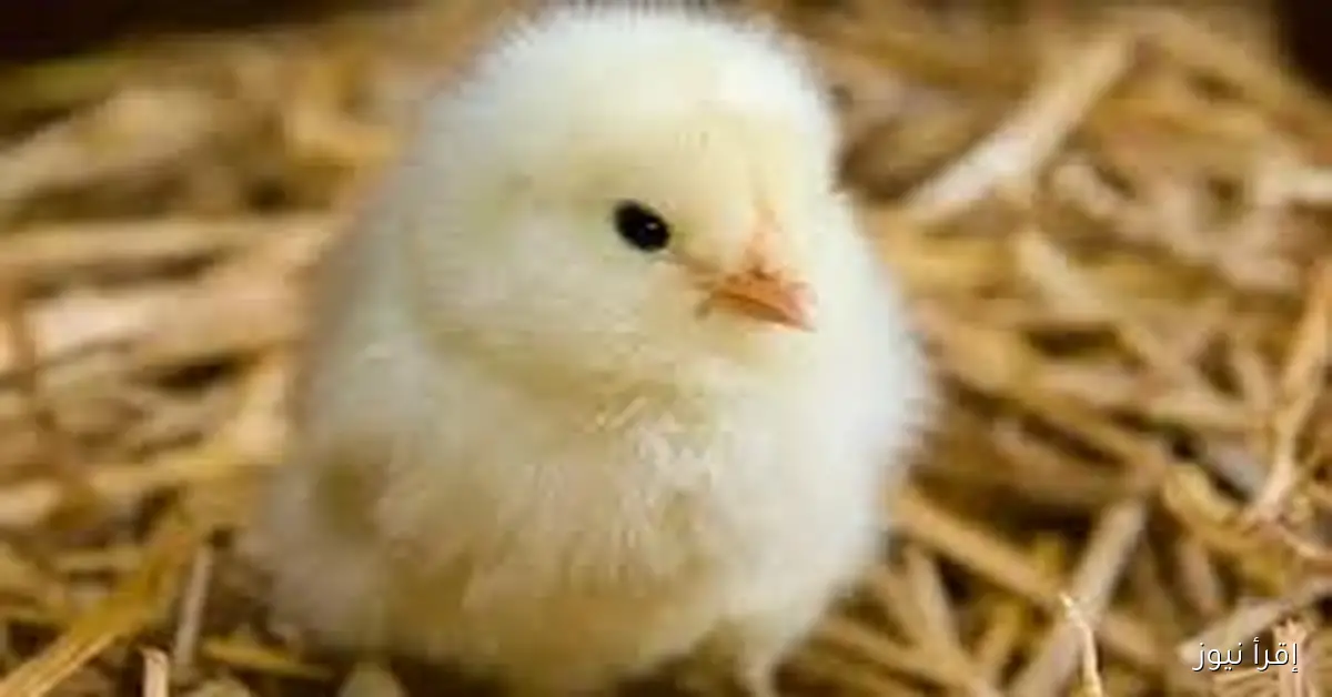 تراجع جديد.. اسعار الكتاكيت البيضاء اليوم الاثنين 3 نوفمبر 2025 للمستهلك في مصر