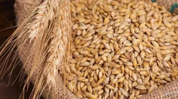 أسعار الأرز الشعير