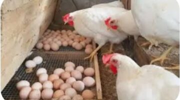 أسعار الدجاج اليوم الأربعاء 26 نوفمبر 2025