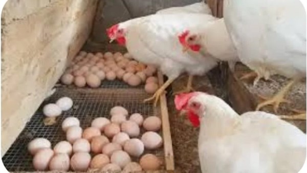 أسعار الدجاج اليوم الأربعاء 26 نوفمبر 2025