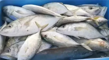 أسعار السمك اليوم الأربعاء 26 نوفمبر 2025