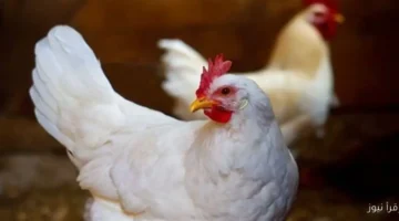 أسعار الفراخ البيضاء 1