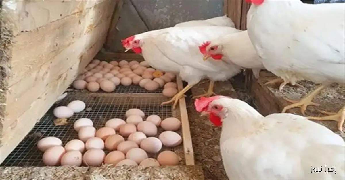 أسعار الفراخ البيضاء اليوم السبت 8 نوفمبر 2025 في المزارع والأسواق .. واستقرار أسعار البيض والكتاكيت