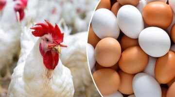 أسعار الفراخ البيضاء وكرتونة البيض في الأسواق اليوم