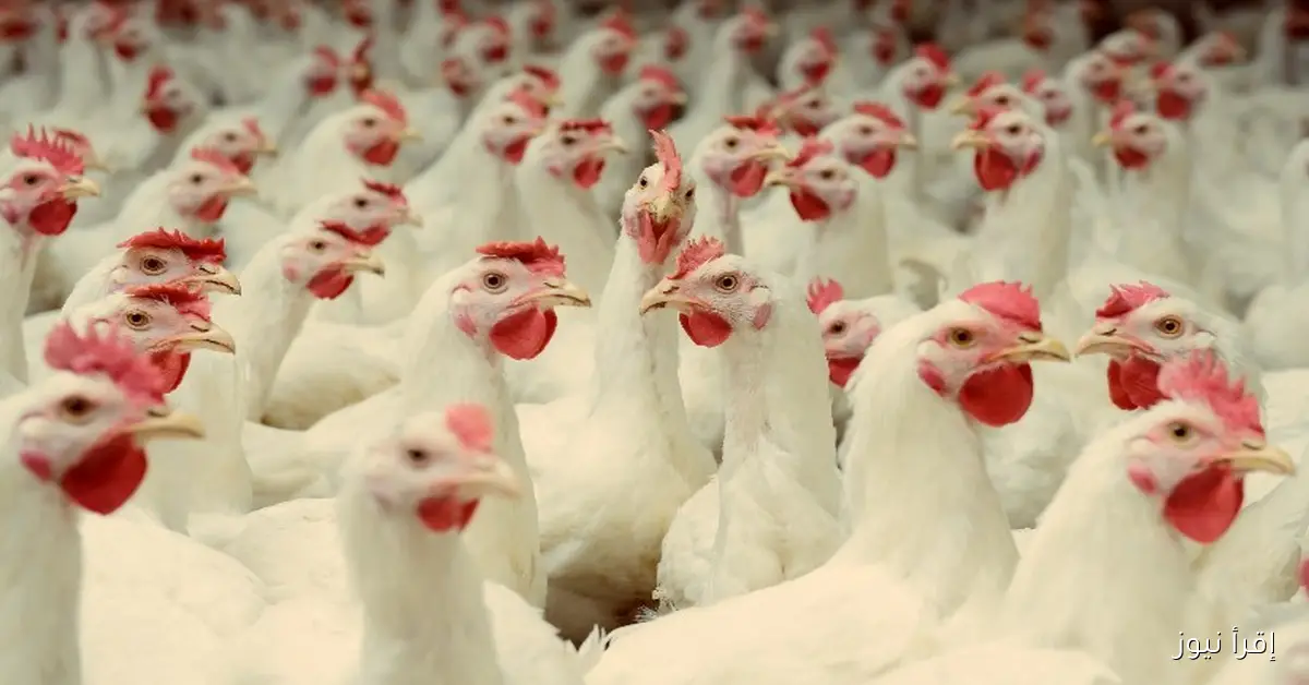 أسعار الفراخ البيضاء