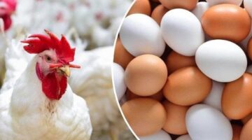 أسعار كرتونة البيض والفراخ البيضاء النهارده الخميس 27 نوفمبر 2025