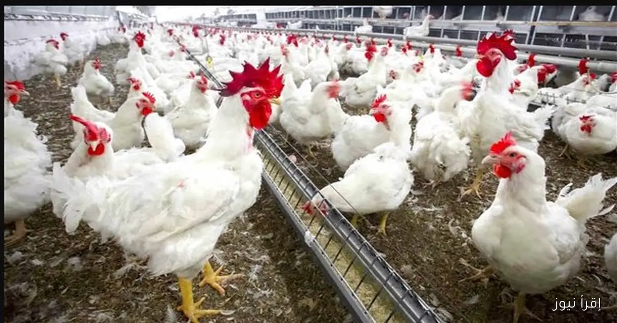 أخر تحديث أسعار الفراخ البيضاء اليوم الثلاثاء 4\11\2025 في مصر