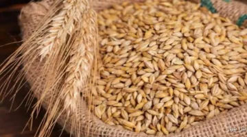 الارز الشعير