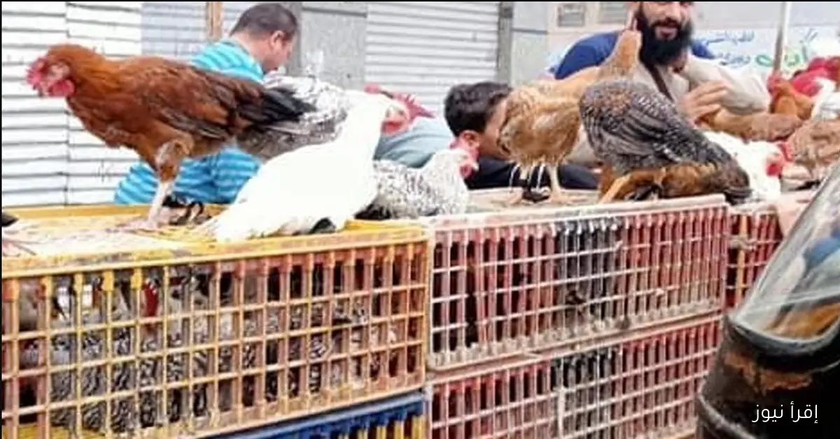 الكيلو وصل كام؟ اسعار الدواجن اليوم السبت في المزارع وللمستهلك