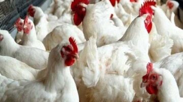 انخفاض أسعار الفراخ والبيض اليوم الأحد 30 نوفمبر 2025