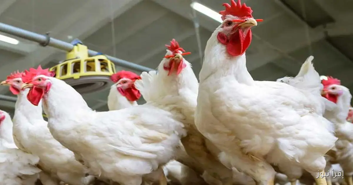 بورصة الدواجن اليوم أسعار الفراخ البيضاء الاحد 2 نوفمبر 2025 تراجع كبير في الكيلو