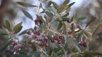 تبرسق تحتفل بـذهبها الأخضر كعاصمة زيت الزيتون في تونس