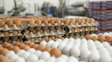 تراجع أسعار البيض في الأسواق اليوم الجمعة وفقاً لمصادر رسمية.webp