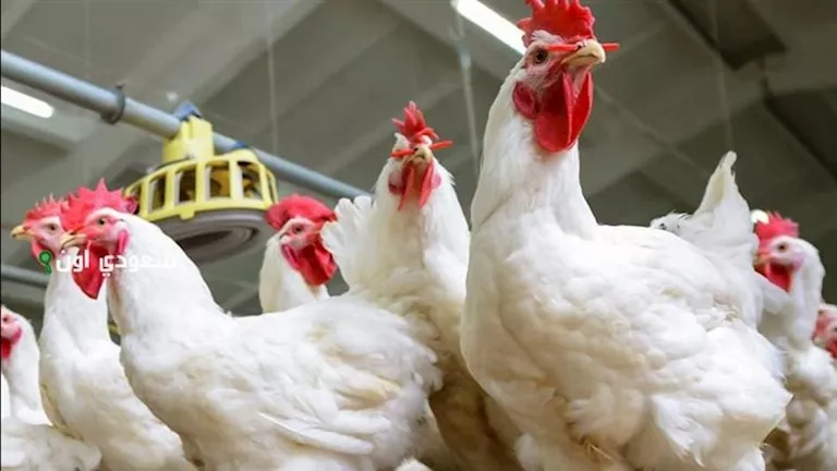 تراجع أسعار الدواجن اليوم الأحد في الأسواق الرسمية