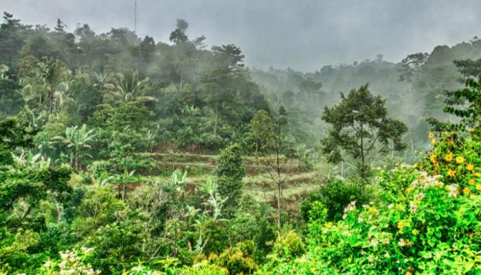 خبراء لـ« الإخبارية»: قمة COP30 ما حققتش نجاح في حماية الغابات الاستوائية