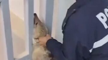 ذئب يقتحم مبنى دائرة المياه في الفلوجة العراقية ويثير الذعر