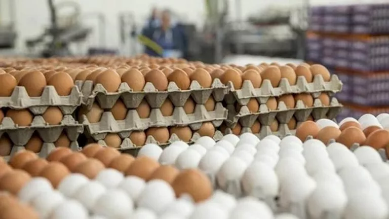 زيادة أسعار البيض في الأسواق اليوم الخميس وفقاً لمصدر رسمي