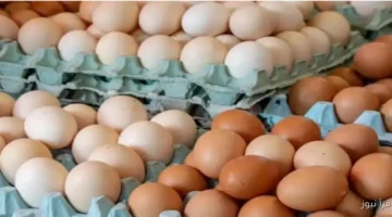 سعر البيض
