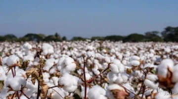 سعر القطن، بوابة النافذة 1