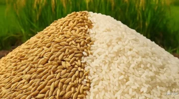 سعر طن الأرز الشعير اليوم 2