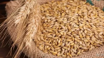 سعر طن الأرز الشعير اليوم