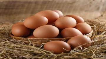 سعر كرتونة البيض اليوم 1