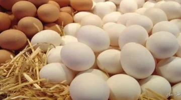 سعر كرتونة البيض اليوم