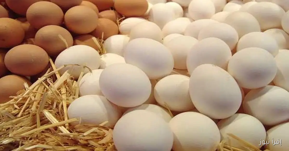 تعرف علي .. سعر كرتونة البيض اليوم الثلاثاء 4/11/2025 في الاسواق