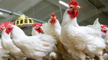 سعر كيلو الفراخ اليوم في بورصة الدواجن