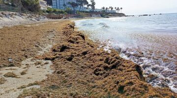 غزو هادئ للسواحل المغربية طحلب مضر يهدد الصيد والسياحة