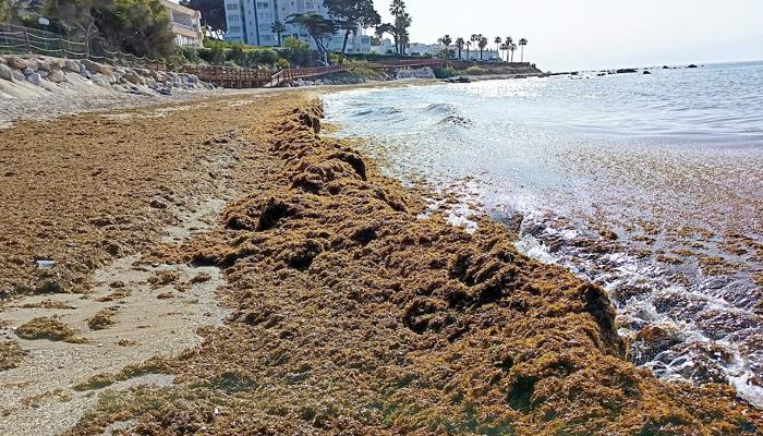 غزو هادئ للسواحل المغربية.. طحلب مضر يهدد الصيد والسياحة